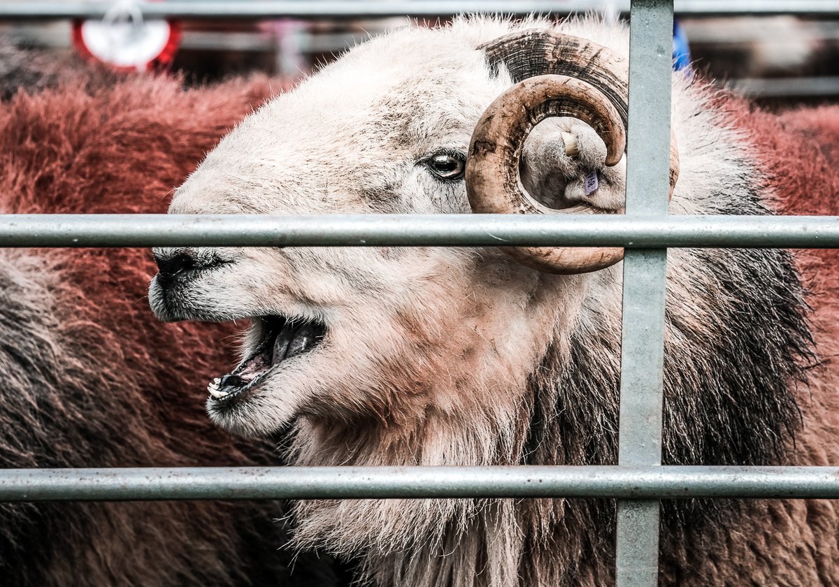 Favourite four sheep portraits this year #SheepOfTheYear