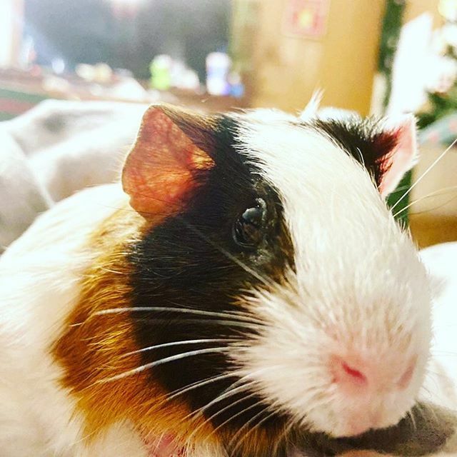 carefreshpets's tweet photo. What a cutie 💚 @petunia_the_pig_yuh #smallpetsbiglove #carefreshpets #carefreshbedding https://t.co/SK1kvAbKJz https://t.co/6uGaLJEJDl