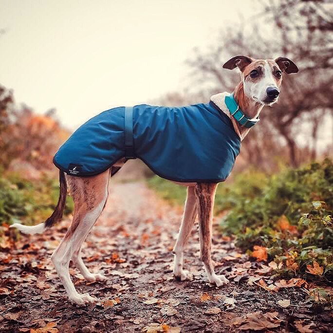 Modelling outfits for New Year’s Eve like..💁‍♂️ 
@jaxx_aries_uk 📷
<a href="/TrendyWhippet/">The Trendy Whippet</a> Teal Waterproof Coat
#whippet #italiangreyhound #greyhound #lurcher