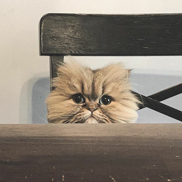 Jeff Baumgart tweet media