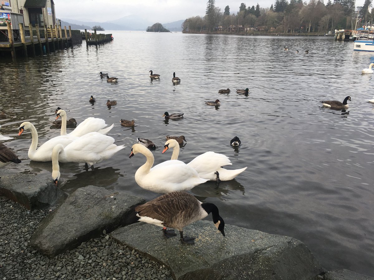 sudeshna09's tweet photo. Fed these beauties yesterday. #ExploringUK https://t.co/loeqwN15CV