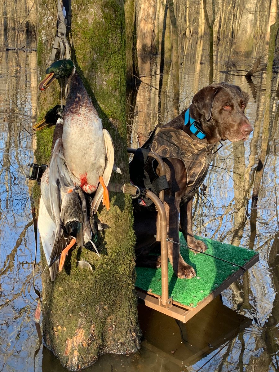 MudRiverDog's tweet photo. Deacon is loving life. Getting in one last hunt before the New Year! #happydogs #duckdog #Labrador #mansbestfriend #dogsrule #livingthedream #huntAR
Photo: David Stotelmyer https://t.co/pQRe1KG818