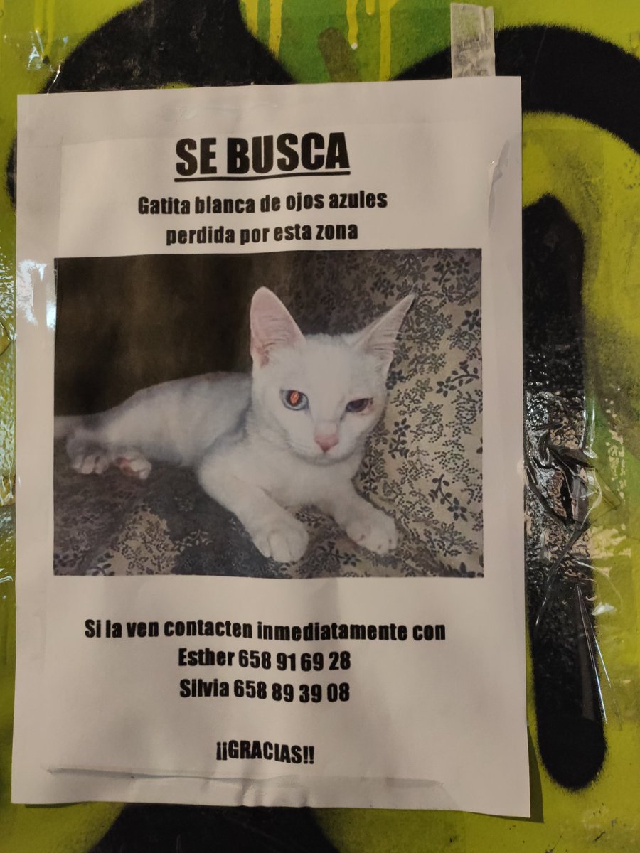miraqueluna's tweet photo. Gatona perduda. Carrer Balmes-Provença. Si podeu fer RT. Gràcies!!
#gatsperduts #animalsperduts https://t.co/cvjYlNMzwd