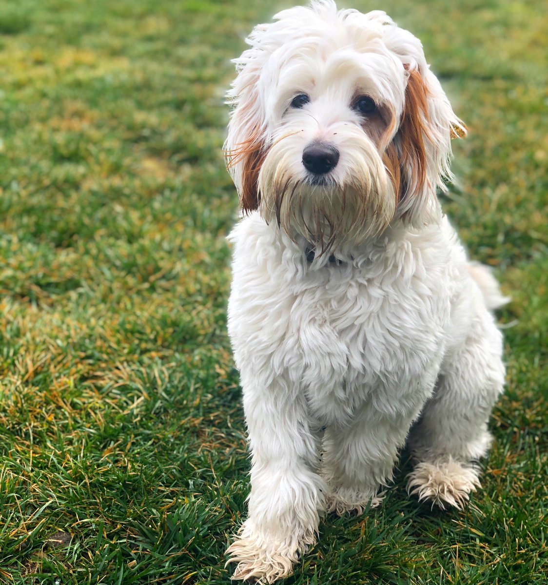 OliverDaDoodle's tweet photo. Darn you muddy chin and paws! I #gotcaught digging holes because of you. #whitedogproblems https://t.co/DsdoNhSpWK