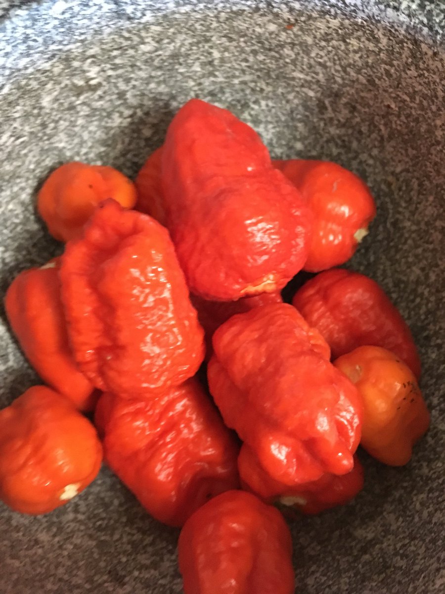 SuperhotSeeds's tweet photo. #brianstrainreaper #pepper #superhotseeds #pepperseeds #capsicum  #hotpepper #superhotpepperseeds #Chili #hotchili #superhotchili need some #seeds here where https://t.co/80Xu6yawbQ https://t.co/TqNo9fxNqS