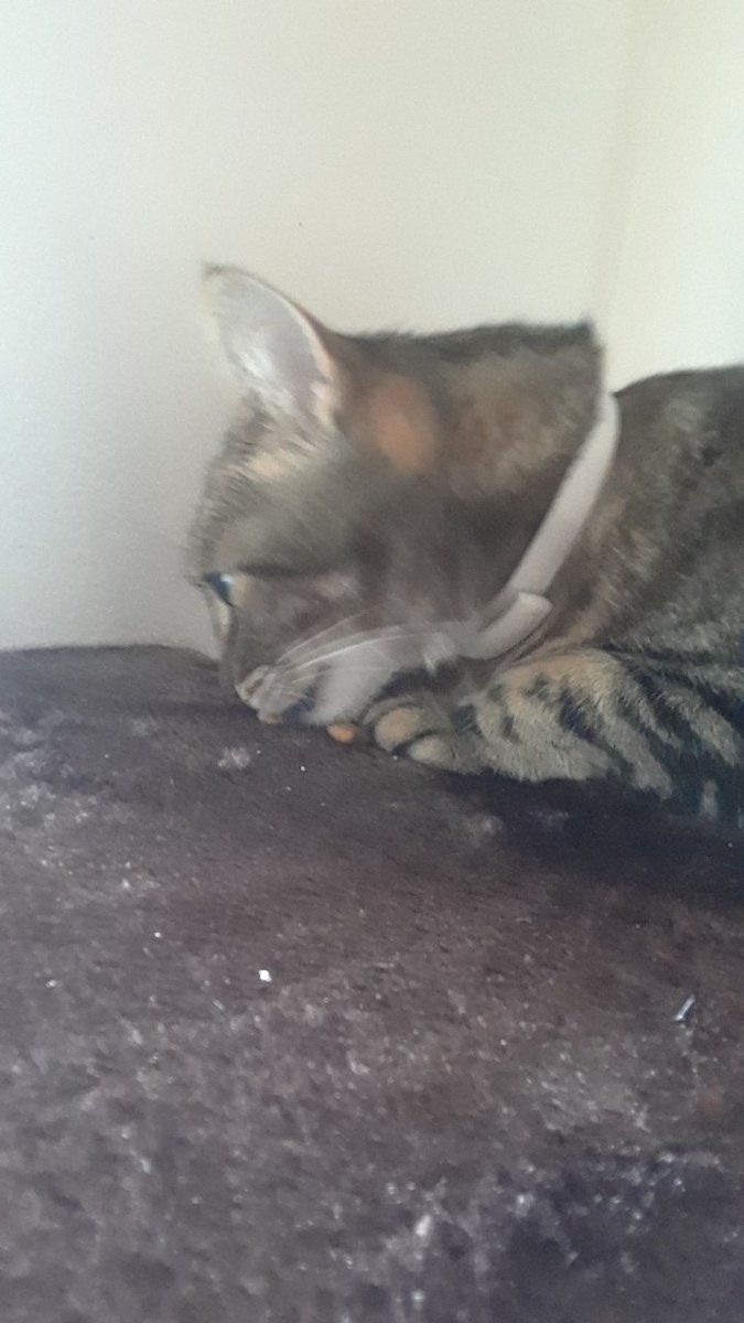 cranberryfrend's tweet photo. me AMD MINE SISTOR GOT NOO TOWAR YAYEEE!!!!,. MMM TREETES https://t.co/P8S3EDGfeL