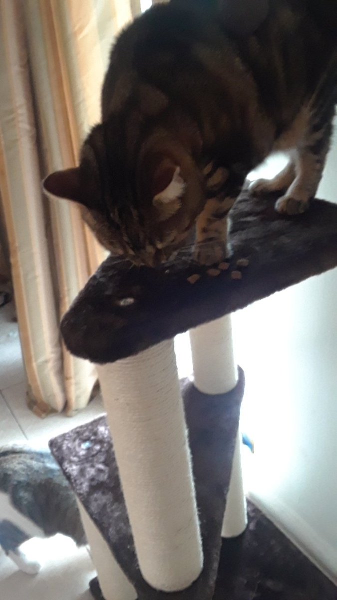 cranberryfrend's tweet photo. me AMD MINE SISTOR GOT NOO TOWAR YAYEEE!!!!,. MMM TREETES https://t.co/P8S3EDGfeL