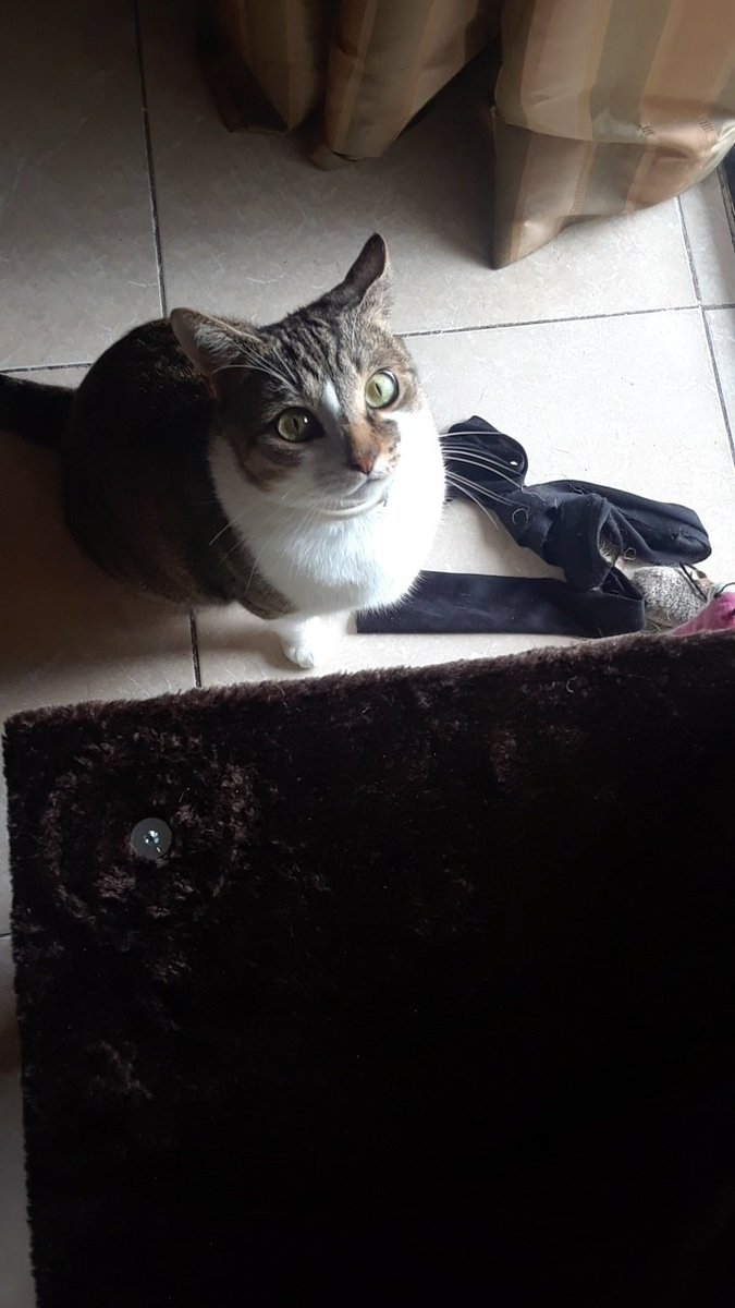 cranberryfrend's tweet photo. me AMD MINE SISTOR GOT NOO TOWAR YAYEEE!!!!,. MMM TREETES https://t.co/P8S3EDGfeL