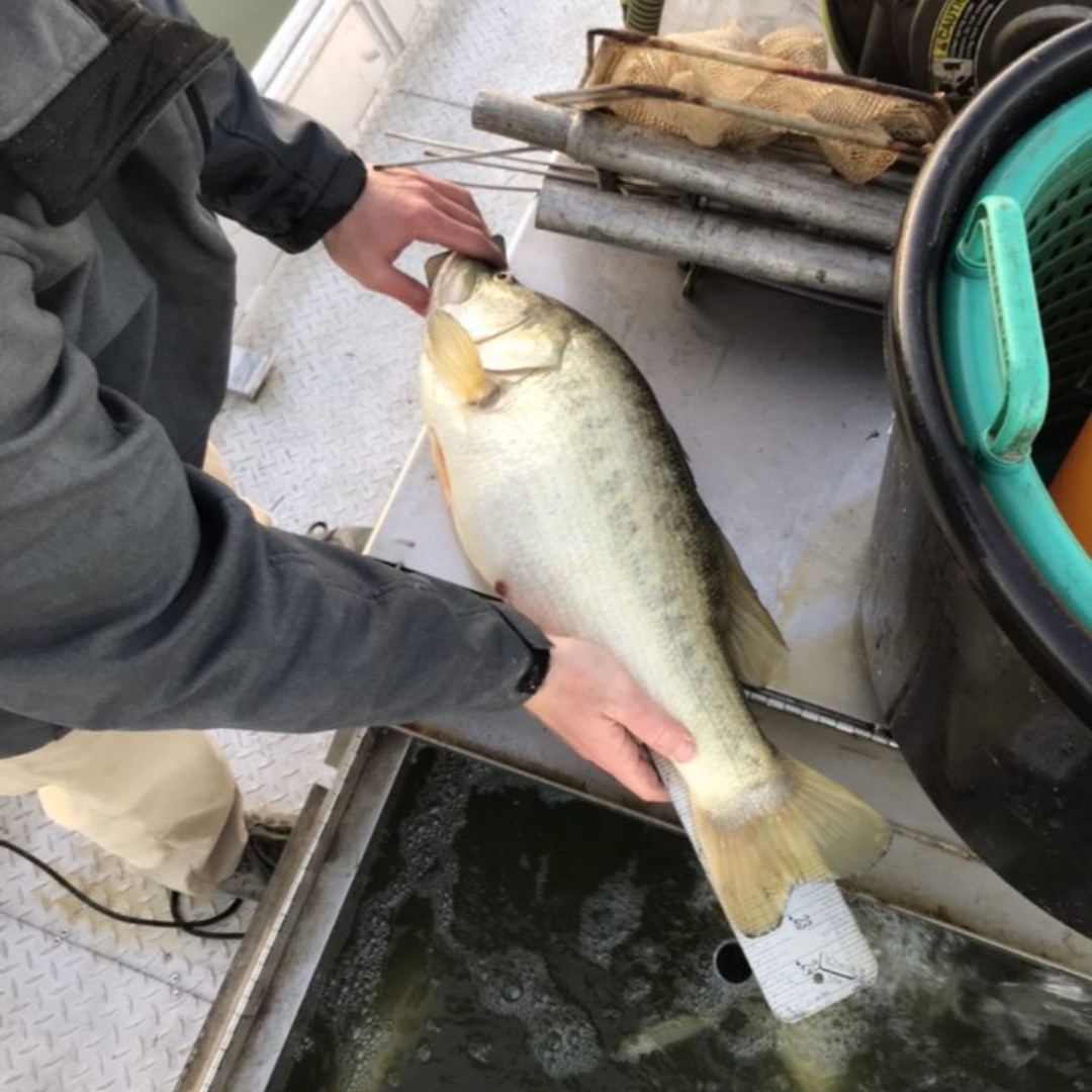 LochowRanch's tweet photo. looks like we should've asked for a 30" measuring board for Christmas. #fromstarttofish #BuilditFishitLoveit #trophybass #lunker #LochowRanch #lakemanagement #largemouth https://t.co/5pdVfeaIeE