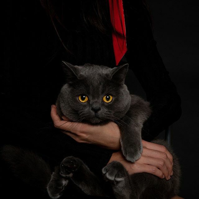 petsbysorrell's tweet photo. Pretty much my holiday plans all week!

Stay cozy folks!

#warmfuzzies #cutecats #catsofinstagram #petphotography #petphotographer #catphotographer #profotousa #canonusa #canonphotography #studiolighting #studio #petsbysorrell #cuteanimals #britishshorth… https://t.co/AixuedAVNo https://t.co/lK7gLUM1ax