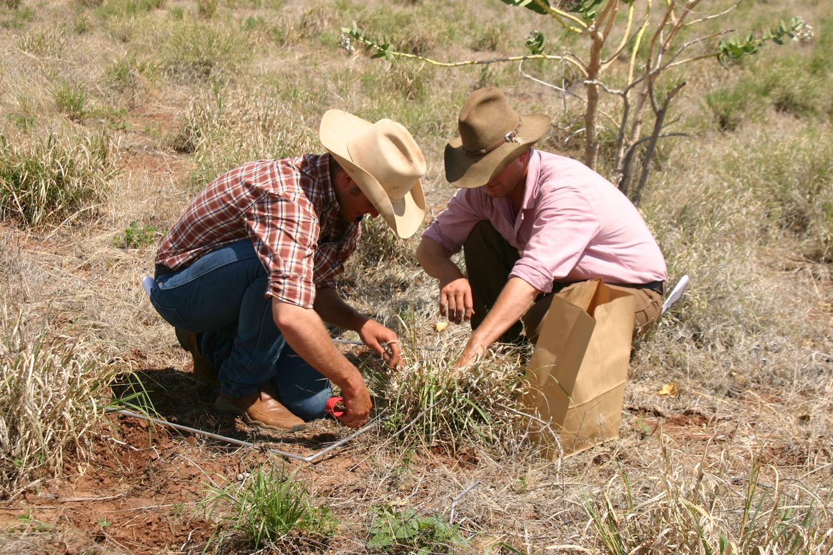 FutureBeef's tweet photo. Decision support tools for grazing land management - a comprehensive summary all in one location! https://t.co/pm23c2PWY6 #beefcattle #grazinglandmanagement #glm #naturalresourcemanagement #nrm #FORAGE #vegmachine #NRMSpatialHub #stockingrate #pasturesupply #tools https://t.co/dXVLGBlOgm