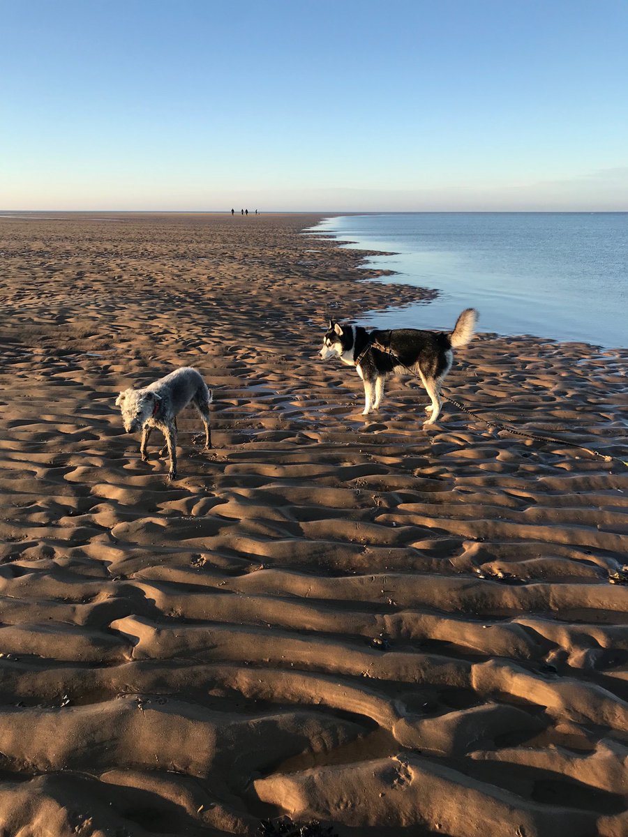 Walk on the beach at Brancaster North Norfolk #huskies #lurcher #onthebeach #Brancaster