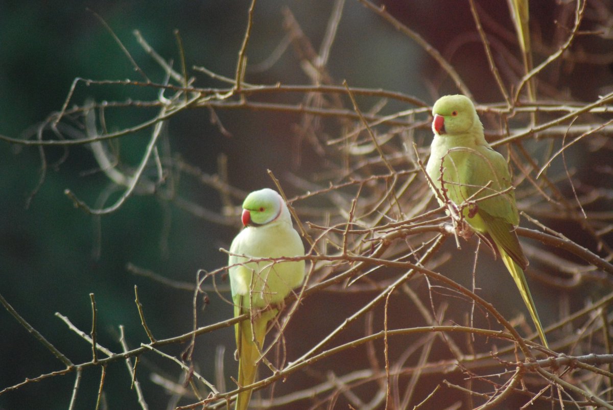 Nice winter in Milan! #milan #Italy #parroquet