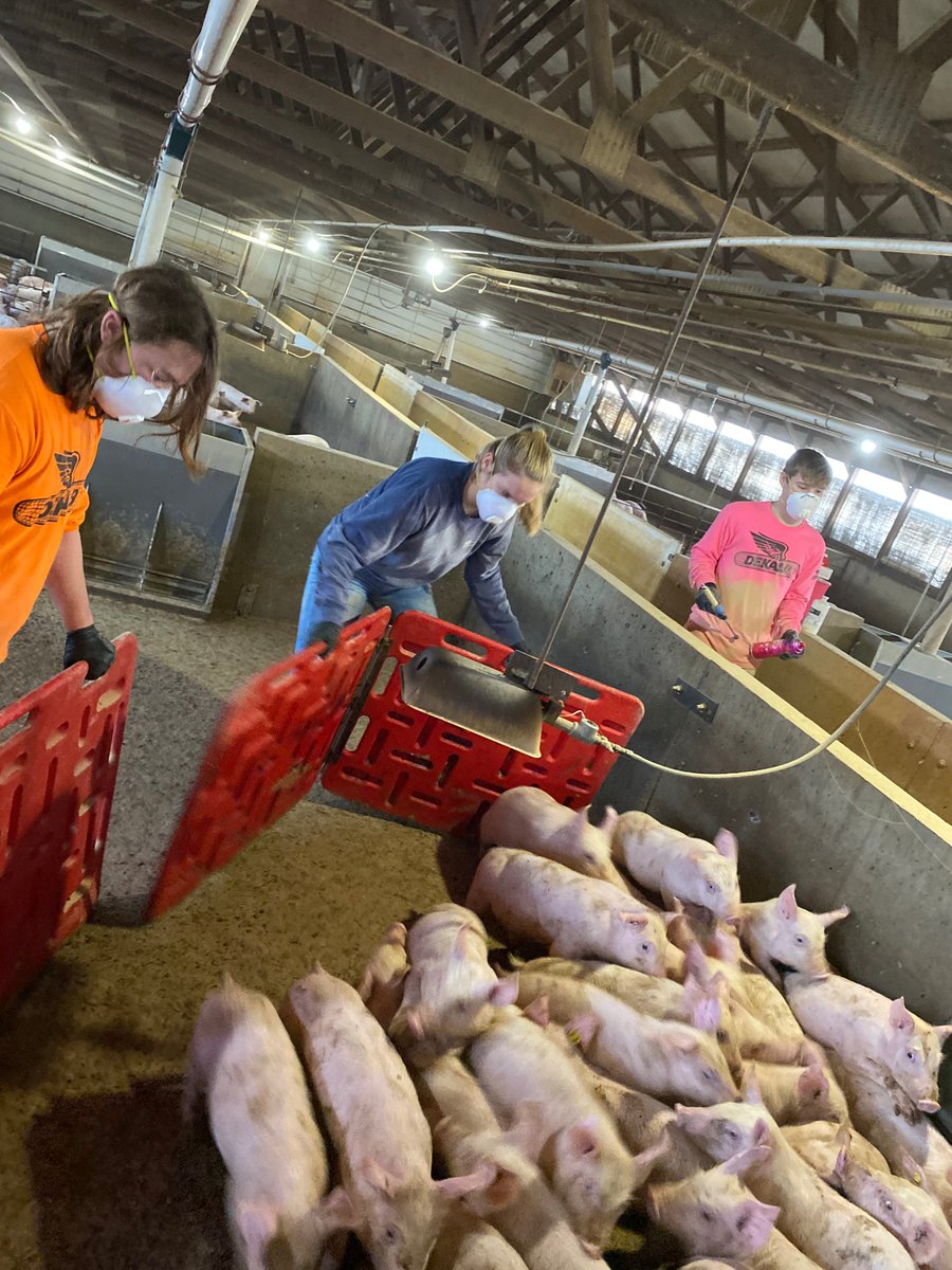 NevadaFFA's tweet photo. Amelia & Keegan vaccinating pigs during break #SupervisedAgExperience #pork #nevadacubpride https://t.co/jz9RhCHmyR