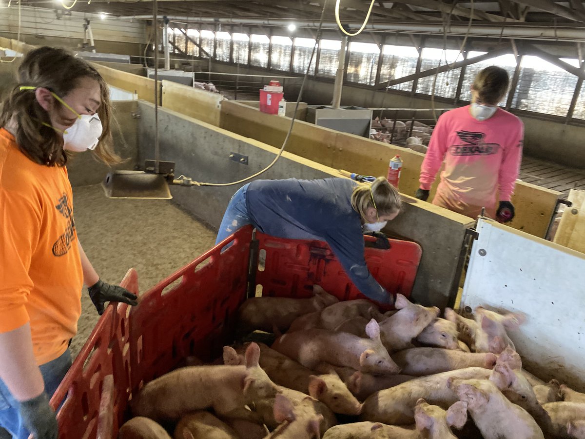 NevadaFFA's tweet photo. Amelia & Keegan vaccinating pigs during break #SupervisedAgExperience #pork #nevadacubpride https://t.co/jz9RhCHmyR