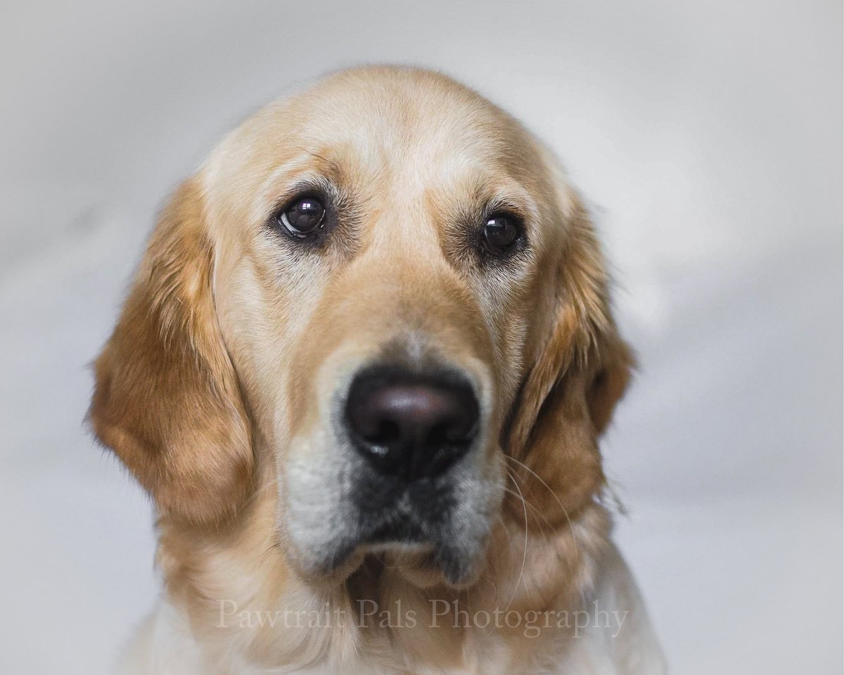 Pawtraitpals's tweet image. 2020 is fast approaching. We’d like to wish our clients, existing an new, a very happy healthy New Year. Look forward to capturing an sharing yr dogs an more Dogs of Wirral ⁣⁣#Tom #pawtraitpals #wirraldogphotographer #newyear #dogphotography #dog #dogsofwirral #goldenretriever
