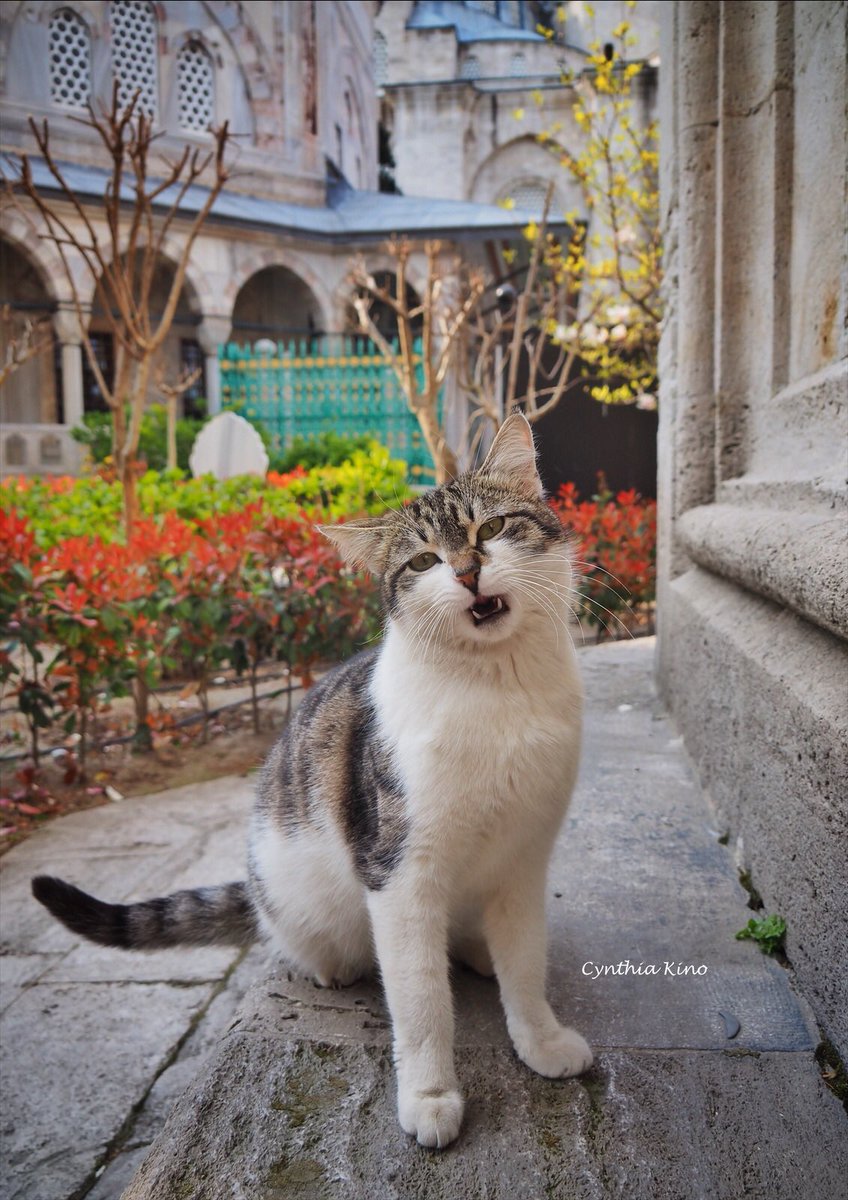 cynthiakino's tweet photo. トルコ イスタンブール (2019年)
ジャーミーねこ
#ネコ #猫 #トルコ #イスタンブール #cat #world_cat #turkey #istanbul https://t.co/zZurqiAe23