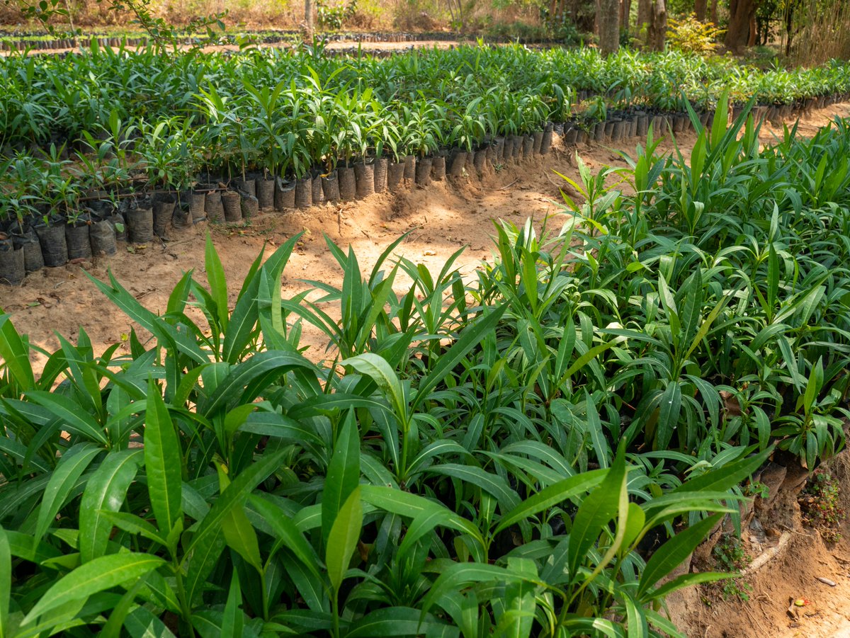 They are ready for outplanting at our nursery in Tunduma, Tanzania. Please #donate#support#Volunteerwithus