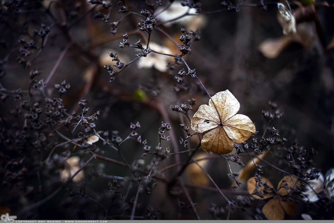 DangRabbit's tweet photo. "Winter Garden"
Went to the #PlantingFields for the first time. What a cool place!
https://t.co/nUECk9WQvm
#winter #flower #photography #fineart #prints #macro #nature @LongIslandNY @LIslandStrong @LIPhotoGallery @your_dailypics @AwesomeEarthPix #MondayMotivation #mondaythoughts https://t.co/gPrwJDPA84