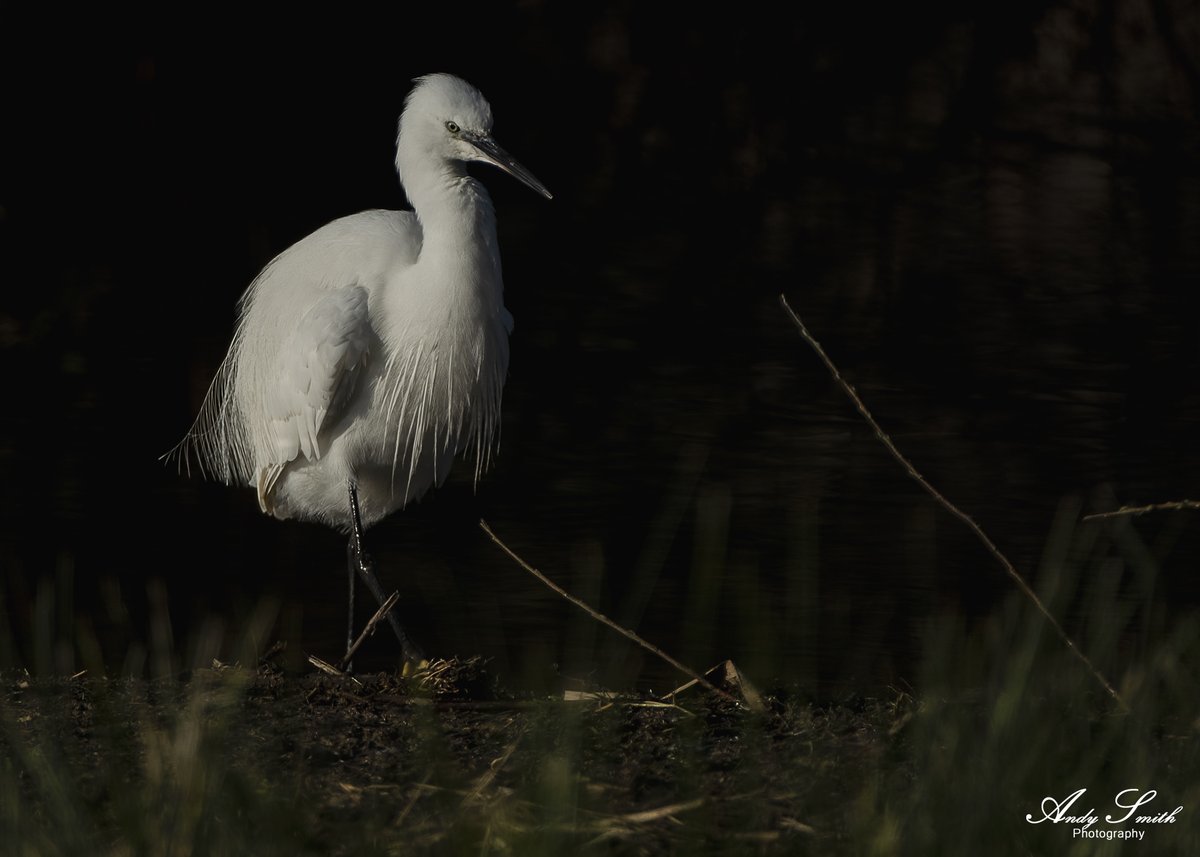 fujiman73's tweet photo. #littleegret #nature #wildlife #wildlifephotography #rutland #birdhide #fujifilm @RutlandWaterNR @LeicsWildlife https://t.co/98JLio02X8