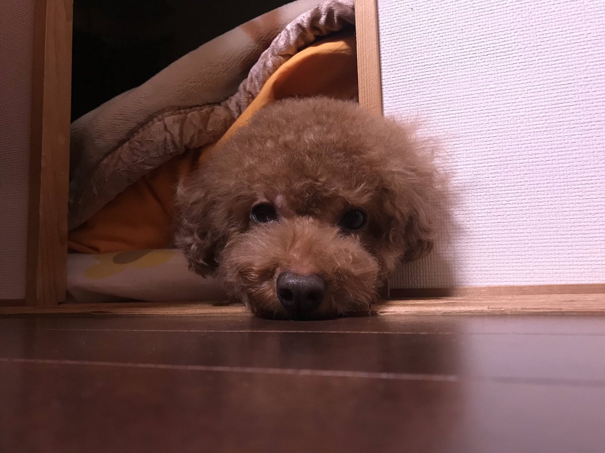 fu_chan1228's tweet photo. おやすみ、、、 https://t.co/fYuiLP8Hx8
