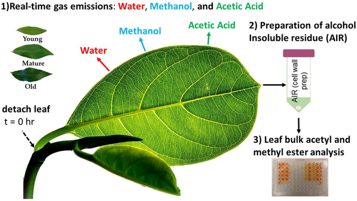 sci_plant's tweet photo. Cell wall O-acetyl and methyl esterification patterns of leaves reflected in atmospheric emission signatures of acetic acid and methanol
https://t.co/LSvRFwDoH5
#sciplant #scicomm #cells ♻️ https://t.co/0etOqfk7As