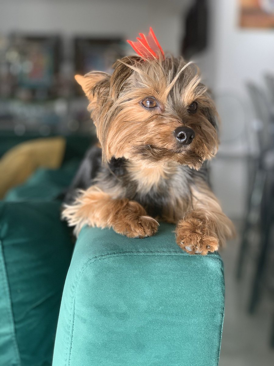 caitti's tweet photo. Okay so my dogs name is ‘Sirius’ (like in Harry Potter) and he gets called many things including but not limit to: Siri, Cereal, Siri-Pops and Poofs... but what is really frustrating is when I’m calling or talking to my dog and Siri on my phone answers 🤦🏼‍♀️ https://t.co/rv8qlq8KoR