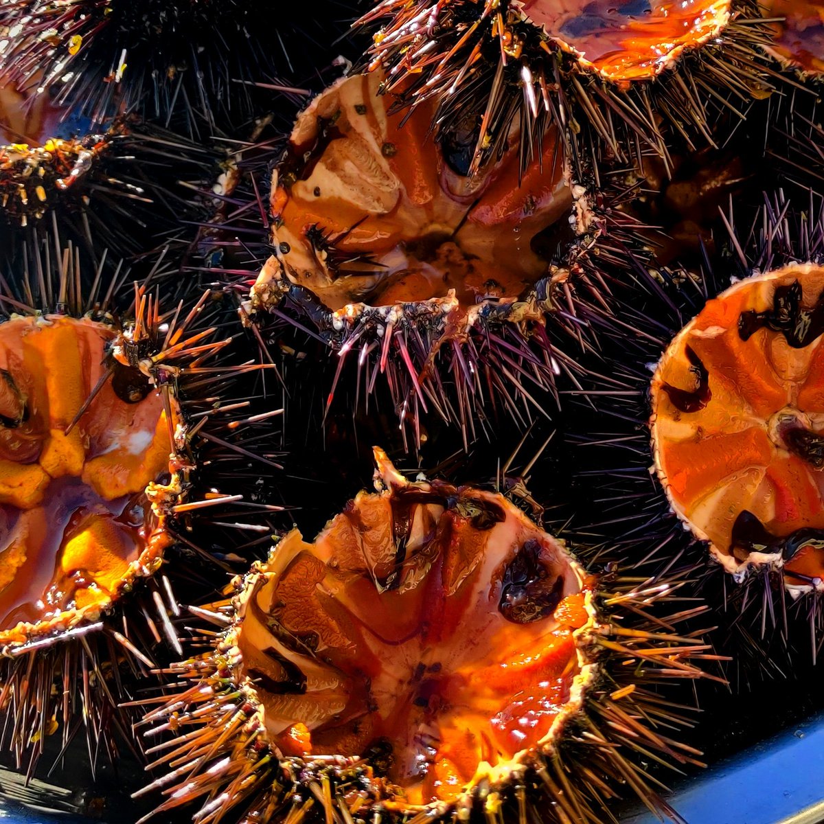 YVACC's tweet image. #zini #sole le début d'une belle saison