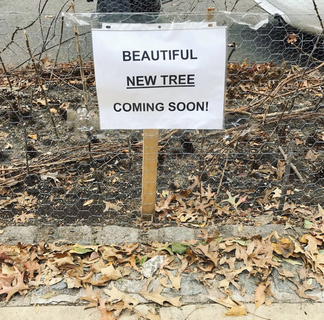 The NYC Tree tweet media