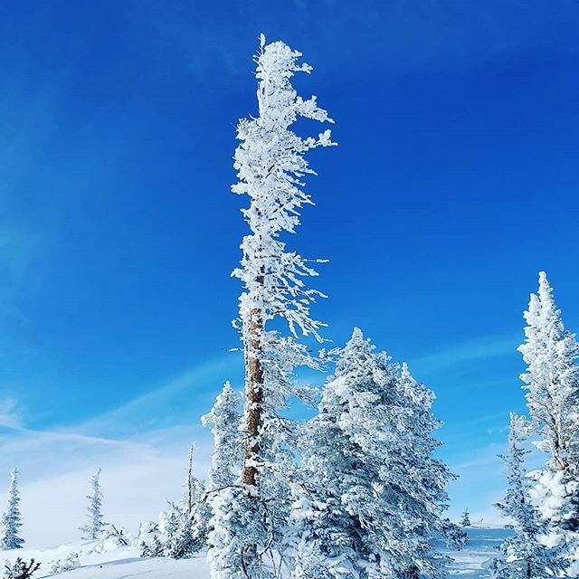 WanderingWon180's tweet photo. Wind and snow dusted tree. The 5 degrees yesterday with wind chill of -15 Fahrenheit left this incredible frozen artwork as I ski by. #frozenartwork #snowcappedtrees🌲❄ #brianheadutah  #finallyaclearday #stillfreezingcold #wanderingwon180 https://t.co/JNplDRoVdX https://t.co/BL77yt5wjO