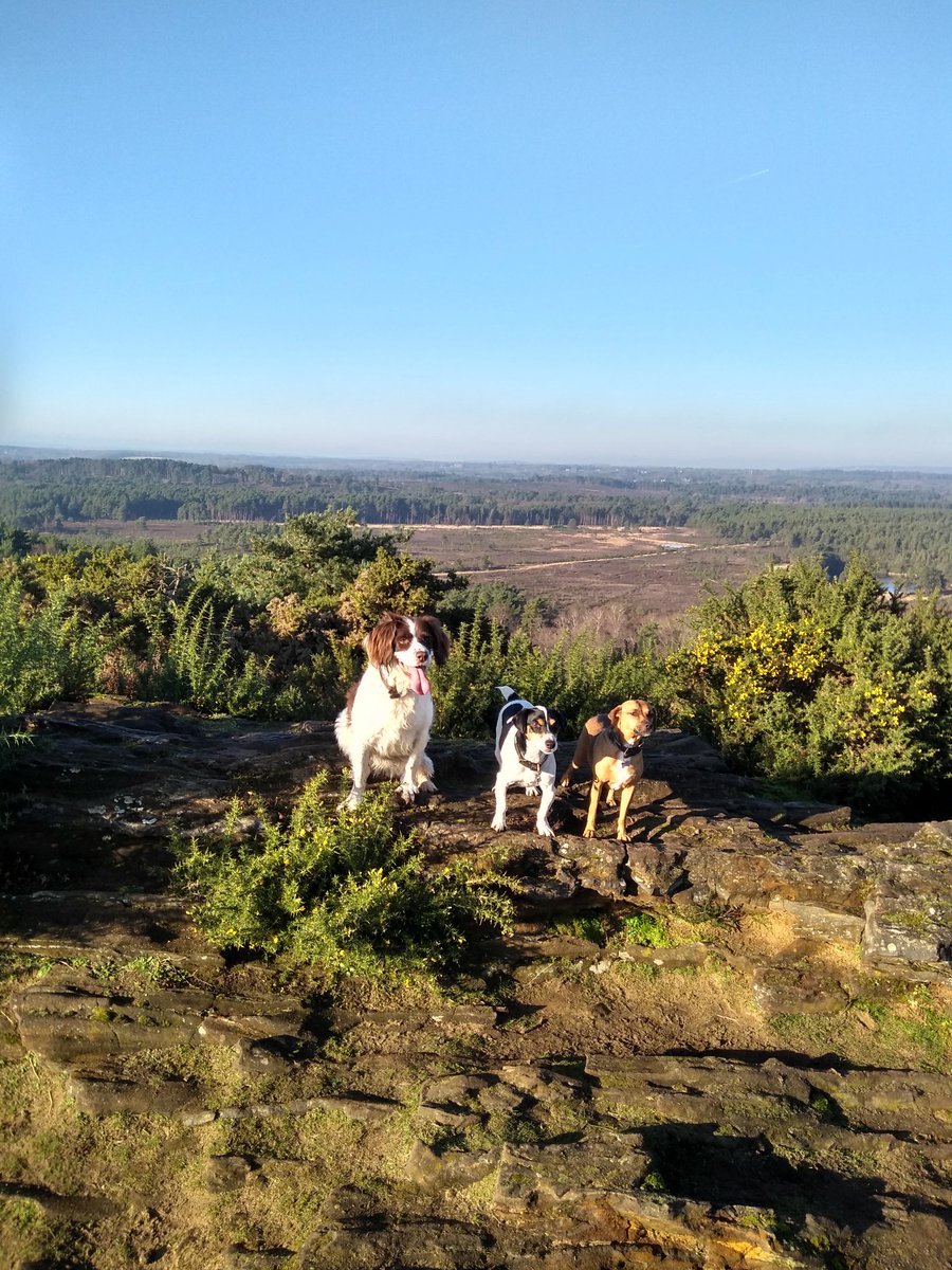 OABDRgang's tweet photo. Bella has come to stay and we went for a super fun walk at the #DevilsJumps This is the beautiful view from the top love from Benji & Daisy #SurreyHills #SpringerSpaniel #JackRussellTerrier #RescueDog #DogsOfTwitter #OABDRgang https://t.co/Sw5YfMIq2O