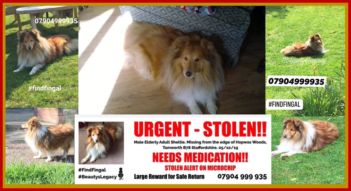 molliepug2's tweet photo. 🆘🆘 Fingal is still missing, and we need to find out where he is...please keep sharing, tweeting, putting up posters and supporting his campaign. If anyone has any information at all please call 07866026343 or 07904 999935 in complete confidence
#findfingal https://t.co/RVK6BoXxcg