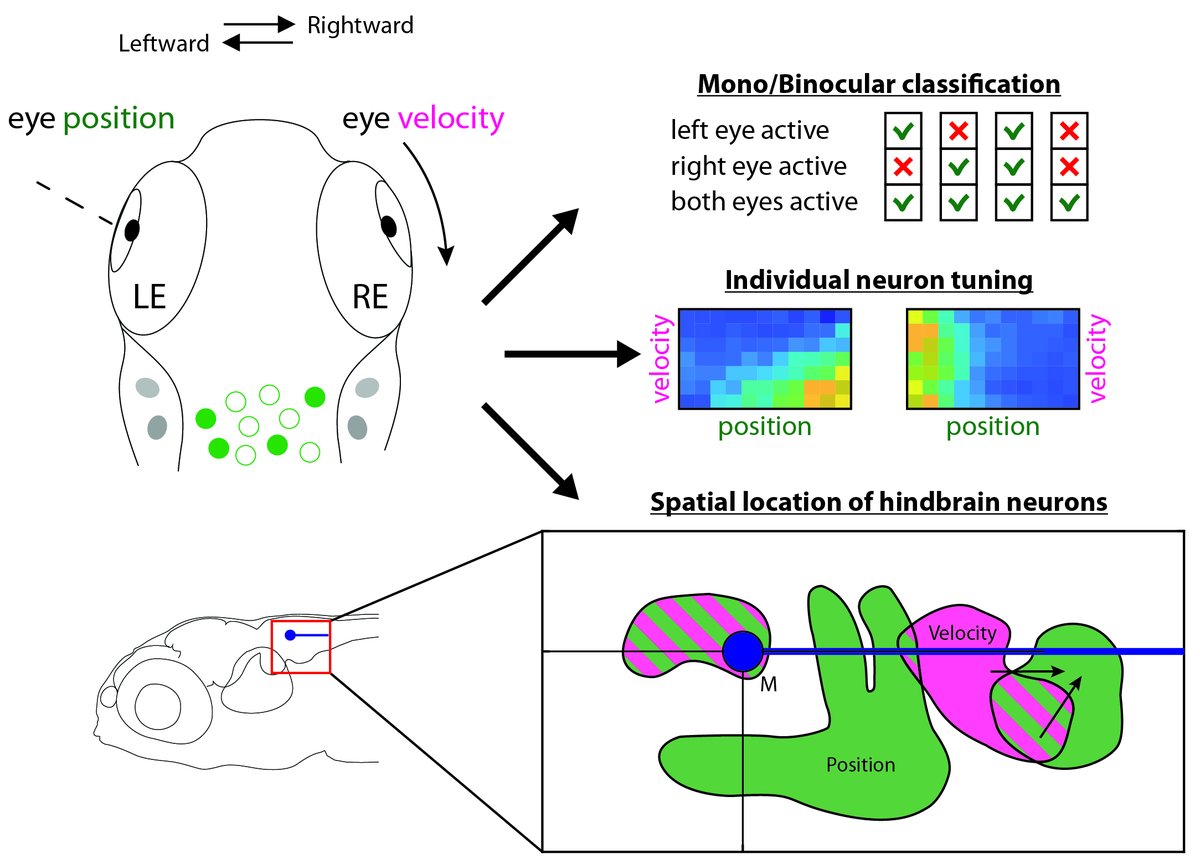BMC Biology tweet media