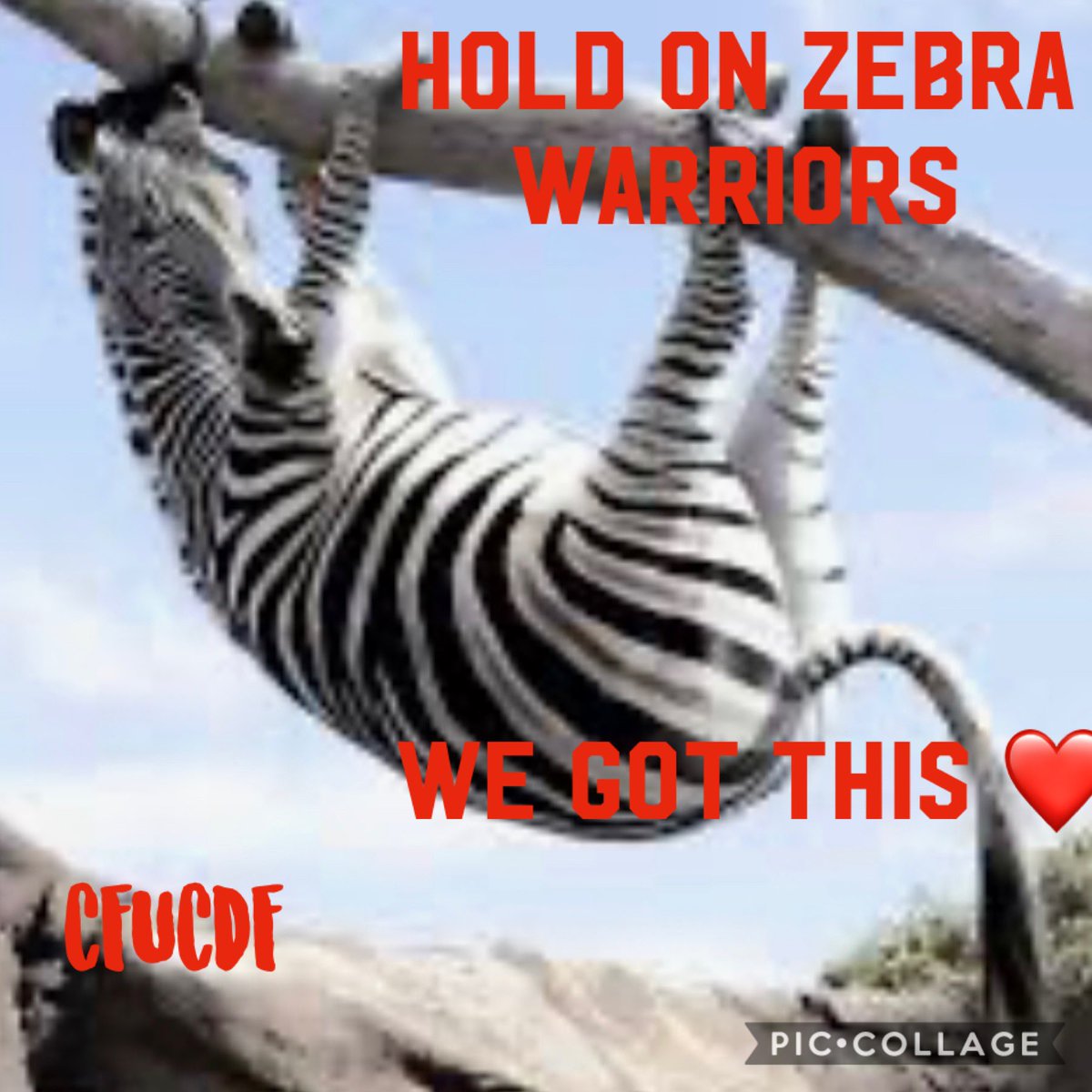 CFUCDF's tweet photo. Yes we do ❤️🦓@GlobalGenes @VitafloUSA @HorizonNews @EveryLifeOrg @remember_girls @RareDiseases @genedocrare @ultragenyx @BJsView @jriley0518 @lowproliving #ucdstuff https://t.co/PNQiH6QPo9