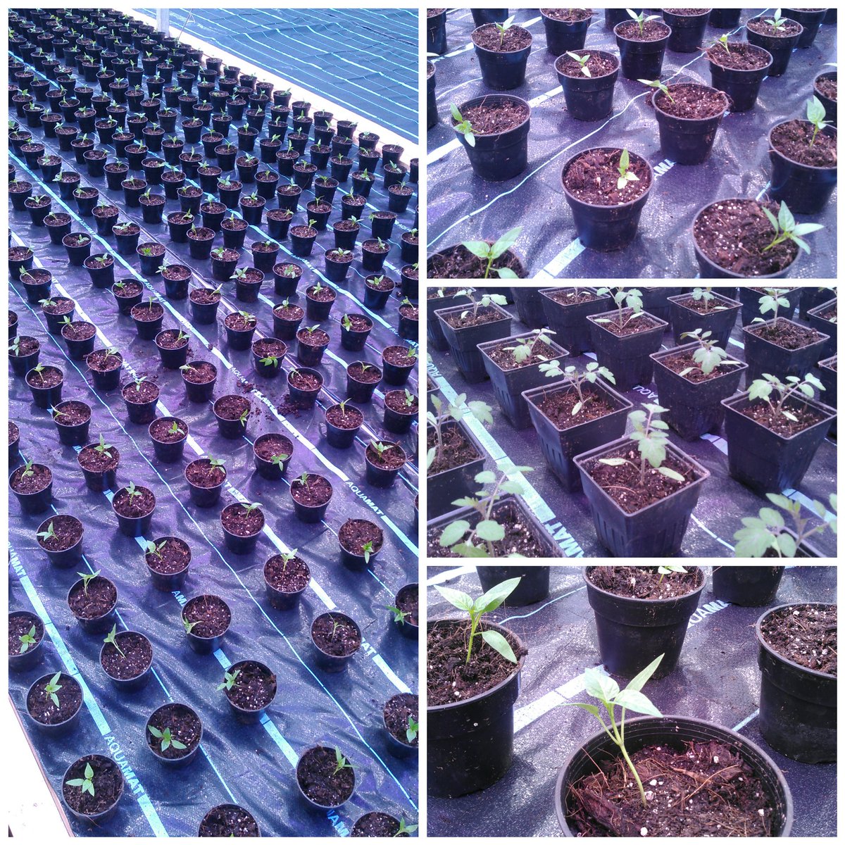 MansOrganics tweet media