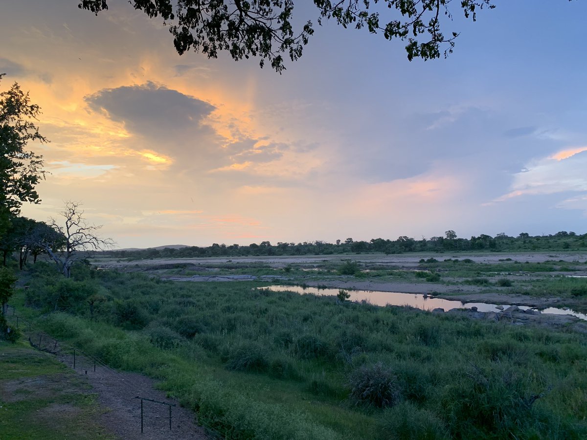 BradWant's tweet photo. My happy place being in the bush. Lion and buffalo from our patio https://t.co/A3NKj8ix4l