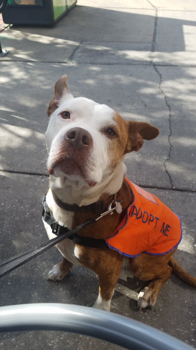 Need some #MondayMotivation how about this face? Meet Ham. Ham is hoping for a #furever home for the New Years. Could you be his #person? #cheerstothenewyear
#hamwantsahome #adopt #behishero #outofthebox