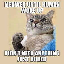 MewAndMeApp's tweet photo. Sometimes you gotta be proud of the lil things. #catmemes #catjokes #catsrule #catsarefunny #cats #catperson https://t.co/Y2lSM6OCnO