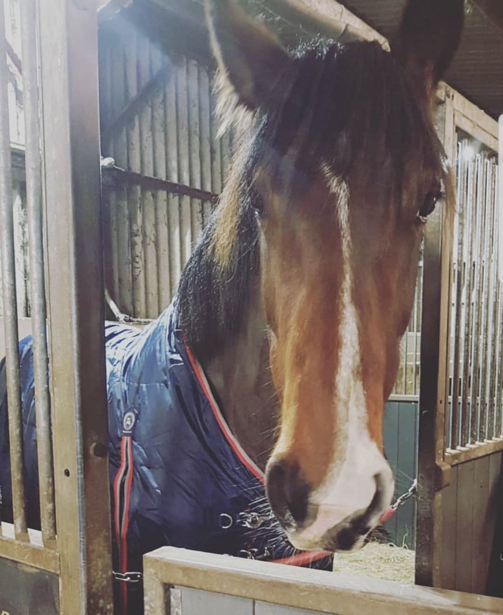 premierequine1's tweet photo. Our very own Ellie's horse 'Wish' wearing her Stable Buster Lite 100 stable rug 😍
£90 👉 https://t.co/zupS7iwSUo
Did you know that 95% of our colleagues own one or more horses?
#premierequine #equestrian #equestriansport #equestrianstyle #stablerug #horse #shirehorse https://t.co/ujExztGMRZ