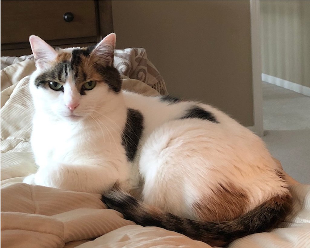 minerlibrary's tweet photo. Say Helloooooo Dottie!🥰 This sweet girl spends her days with our Rare Books Curator, Meredith. 📚 Dottie is very serious about her cuddles. 🐾 #minermonday #universityofrochester #petsofminerlibrary #coolcat #fiercefeline #medlibs #librariesofinstagram https://t.co/wxN1CtJ0Lv