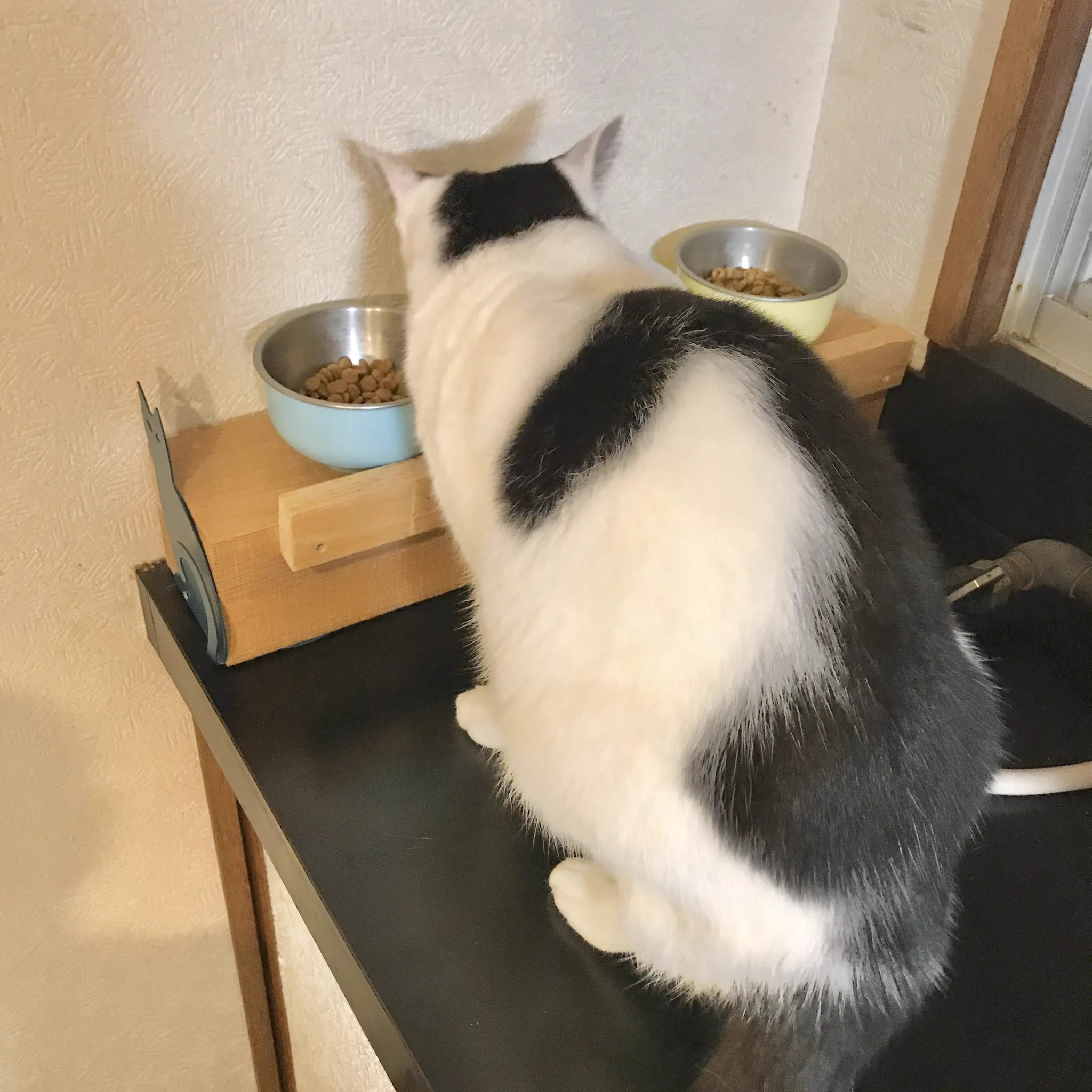 猫の餌を15cmあげたとこにすると吐かなくなる！知った夫の神対応！！！