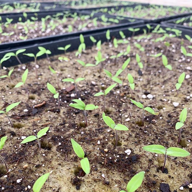 GrittsFarm's tweet photo. These little guys are 1 week old today! #growbabygrow 🍅 #grittsfarm #freshfood #tomatoes #hydroponicfarming https://t.co/QNVYAn2ddF