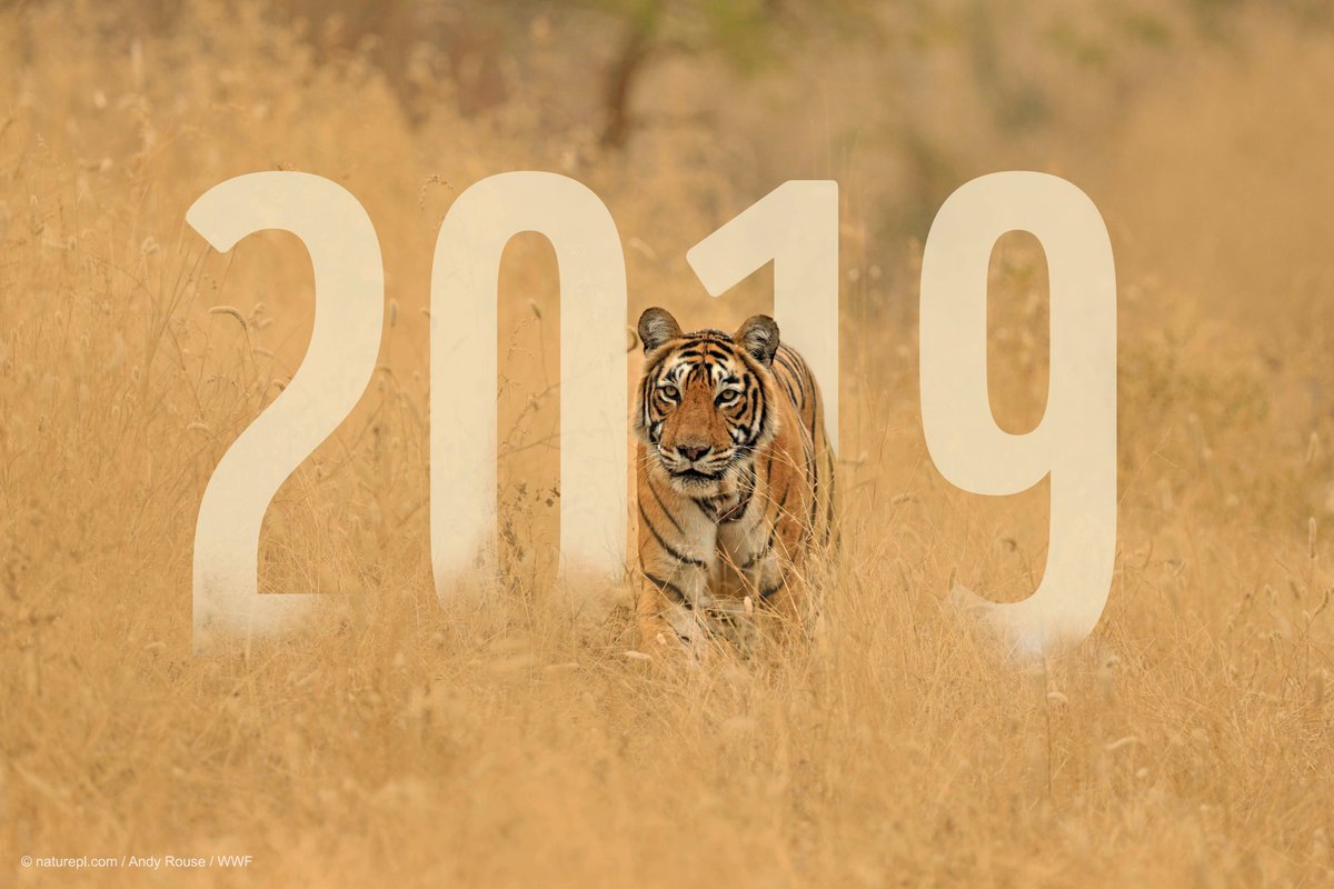 WWF's tweet photo. We’re counting down our #Top9of2019 - some of WWF’s biggest success stories across our key practices: food, wildlife, oceans, forests, finance, climate &amp; energy, freshwater, governance, and markets. Follow the whole thread for lots of #PositiveNews! https://t.co/gjMTiBr7N8