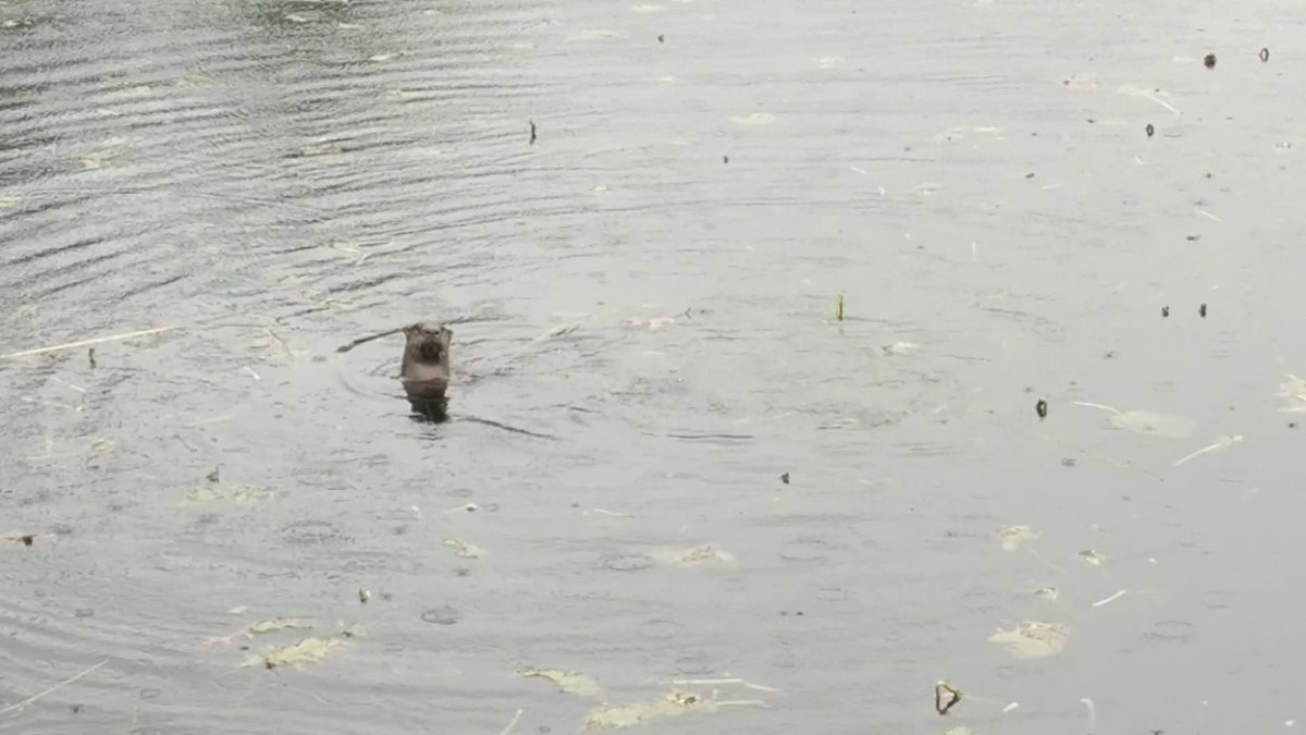NeedhamDPW's tweet photo. #ForTheLoveOfNeedham #NeedhamDPW #PublicWorks

In November, the DPW was lucky enough to get a cute little visitor. He was found in the Needham Reservoir.

Pictures are courtesy of the Conservation Department. https://t.co/5faNrGXEun
