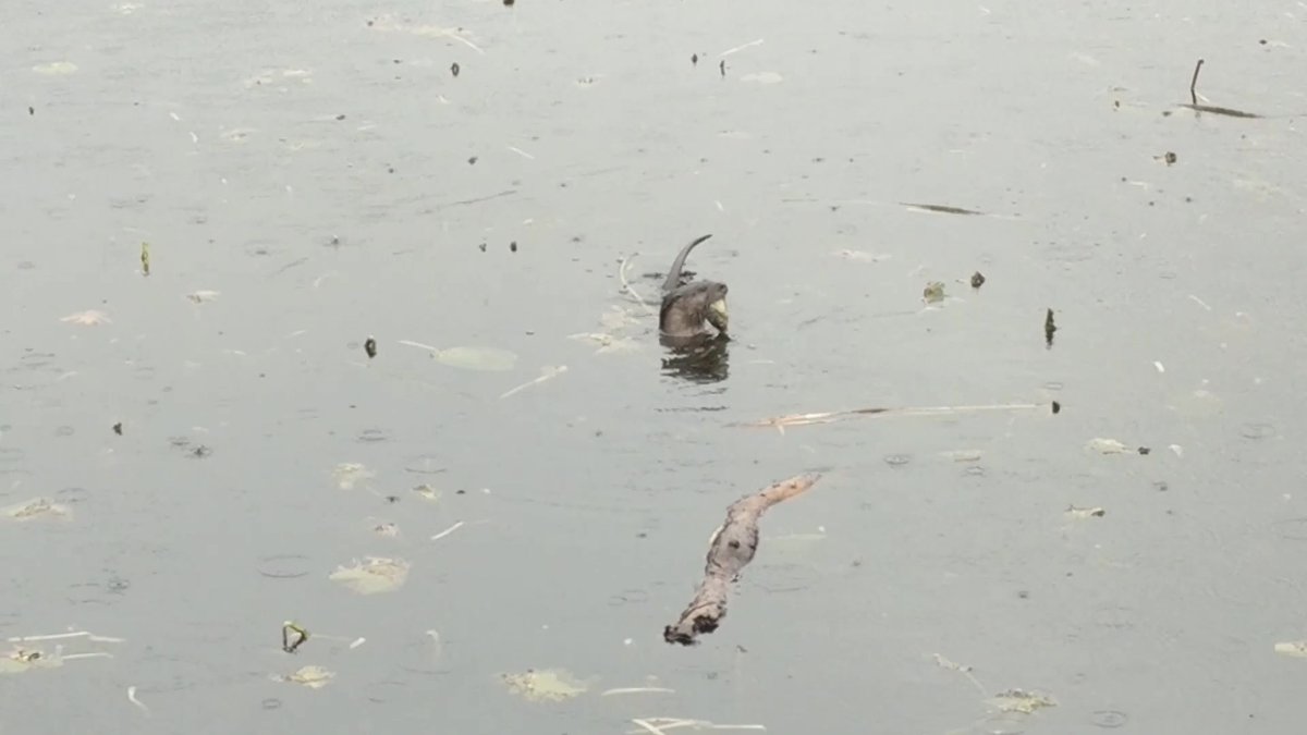 NeedhamDPW's tweet photo. #ForTheLoveOfNeedham #NeedhamDPW #PublicWorks

In November, the DPW was lucky enough to get a cute little visitor. He was found in the Needham Reservoir.

Pictures are courtesy of the Conservation Department. https://t.co/5faNrGXEun