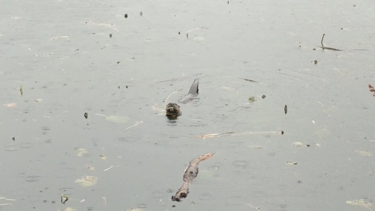 NeedhamDPW's tweet photo. #ForTheLoveOfNeedham #NeedhamDPW #PublicWorks

In November, the DPW was lucky enough to get a cute little visitor. He was found in the Needham Reservoir.

Pictures are courtesy of the Conservation Department. https://t.co/5faNrGXEun