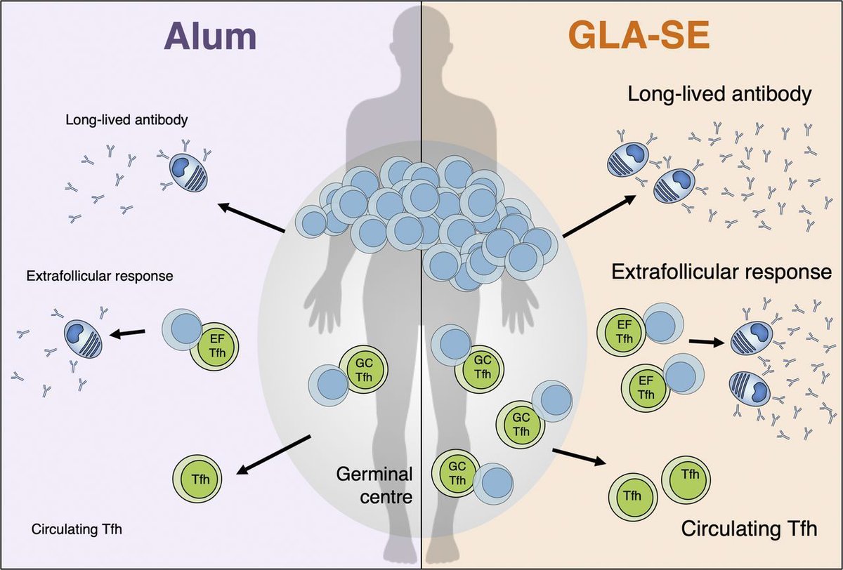 mmw_lmw's tweet photo. #VaccineAdjuvants in Humans | Enhancing Circulating #FollicularHelper T cell #cTFH responses | GLA-SE versus Alum | Michelle Linterman @LintermanLab @BabrahamInst @JExpMed https://t.co/UfeJGDnHm2 | #2019_June_ReCap https://t.co/Gom00oKsZ1