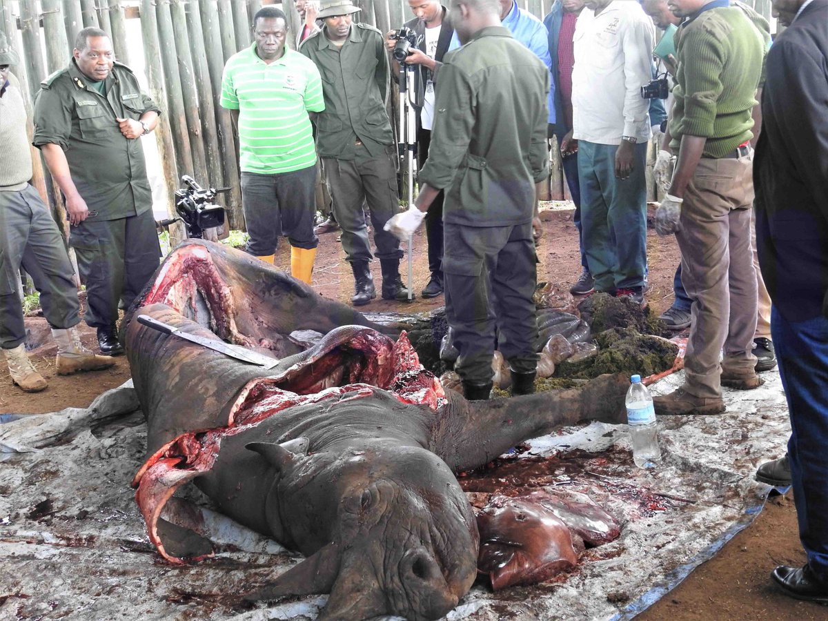iAlen's tweet photo. FAUSTA njiani kukaushwa alivyoahidi @HKigwangalla! Ila those pictures of FAUSTA, sliced up like that jamani @NgorongoroNCAA?
Post Mortem au? For Rhino lovers, this is GRUESOME to say the least. UPDATE ON FAUSTA THE GREAT?
#RIPFausta https://t.co/DMj2jdYsHu