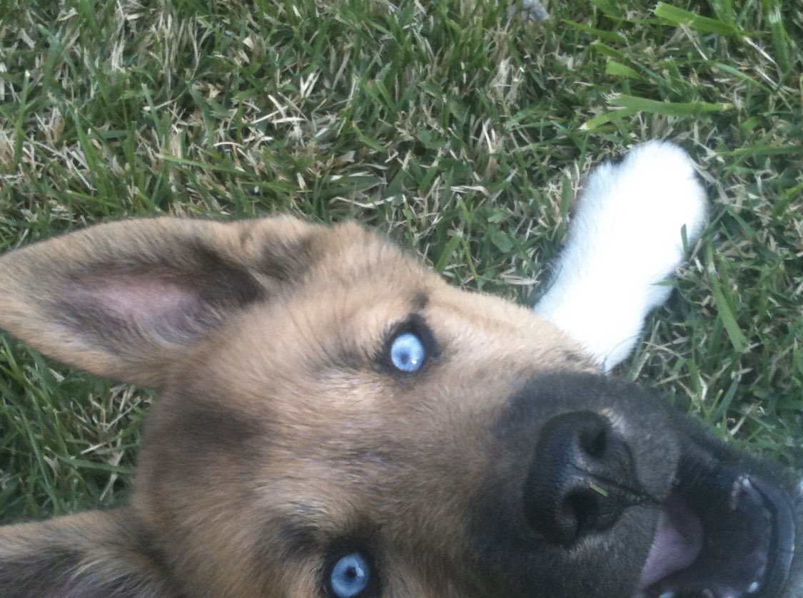 KelsKemper's tweet photo. Meet our puppers Tanner 💙 https://t.co/5FZ9BgQxI5