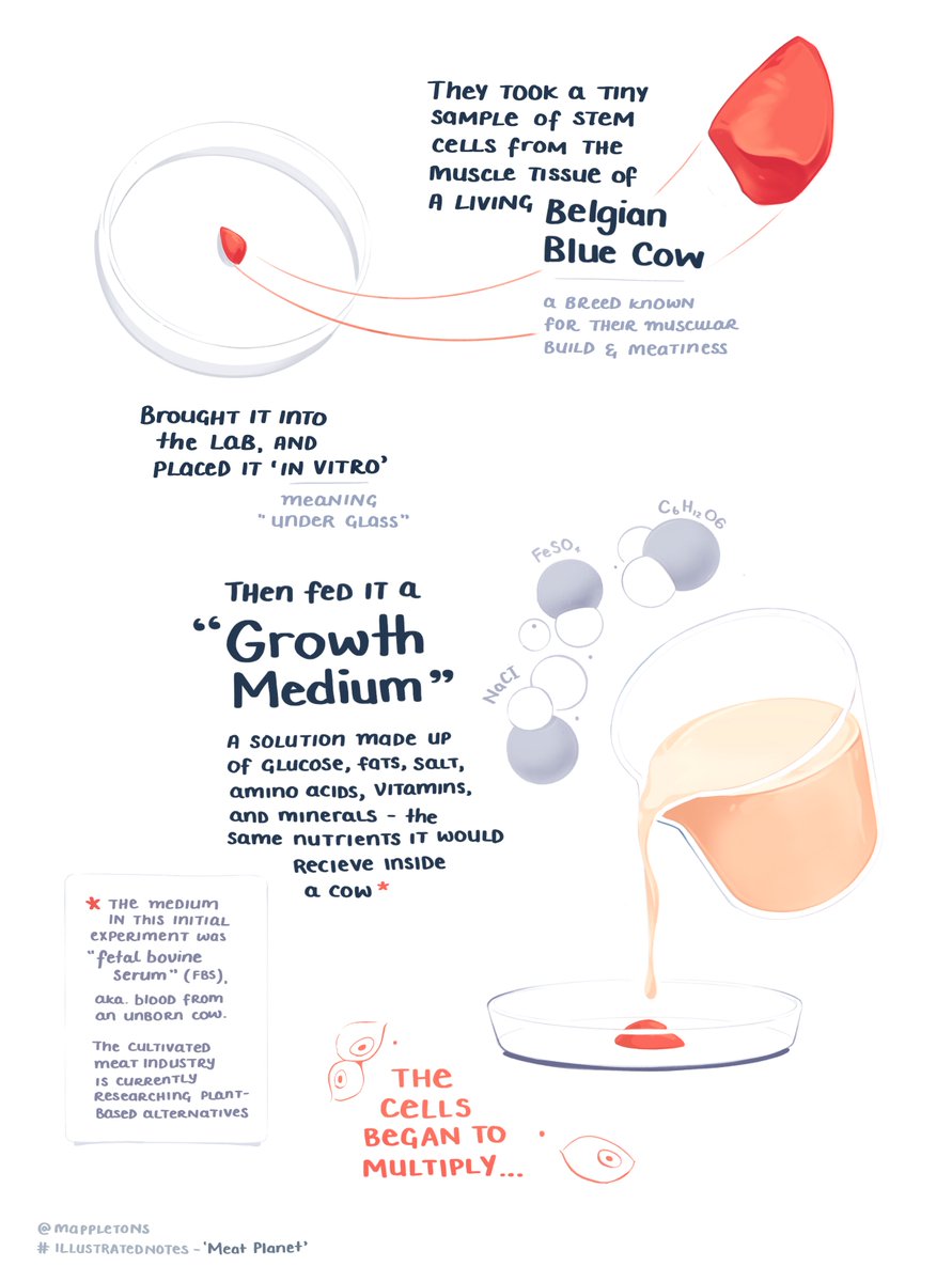 Mappletons's tweet photo. Part 2 of the mythical origin story of how cell-based meat came into being.
Read the whole legend at https://t.co/FtNnh5h03G, along with more #illustratednotes on @benwurgaft 's 'Meat Planet'
Also doubles as a DIY guide to growing your own cow-free burger*
*FBS not included https://t.co/It0walfda5